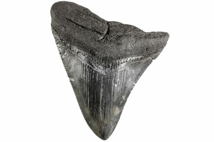 Fossil Megalodon Tooth - South Carolina #170595